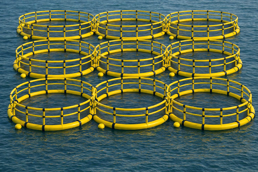 Ulva growing pens in the sea