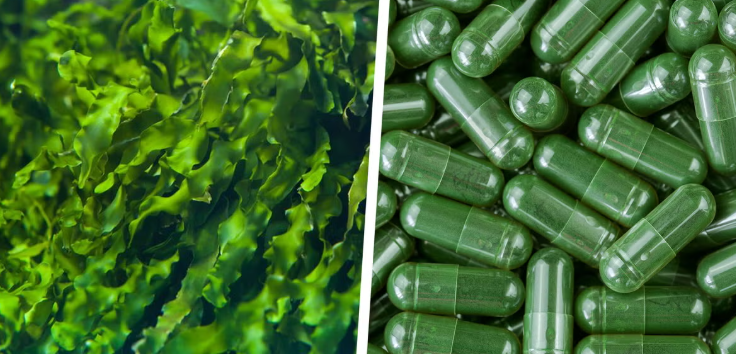 seaweed antibiotics image
