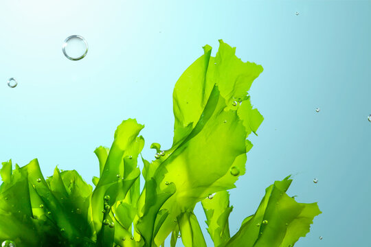 Ulva sea lettuce in clean water