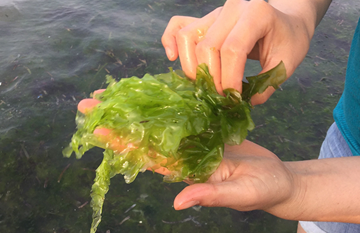 Ulva sea lettuce in a hand