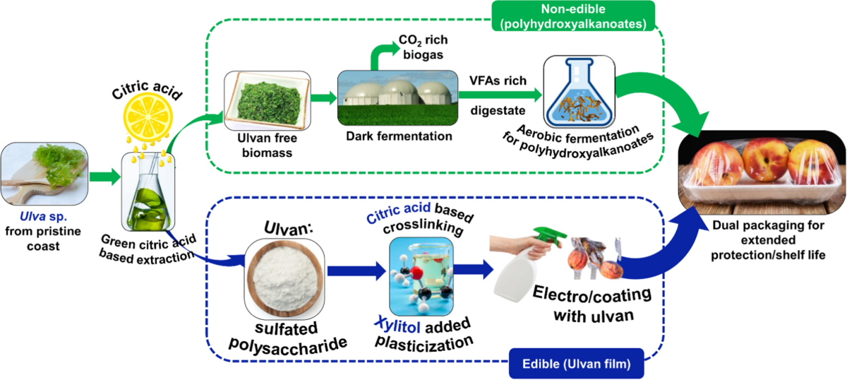 Ulvan extract images and process